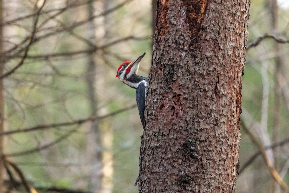 Kuzey Amerika Kara Ağaçkakanı - ML644956135