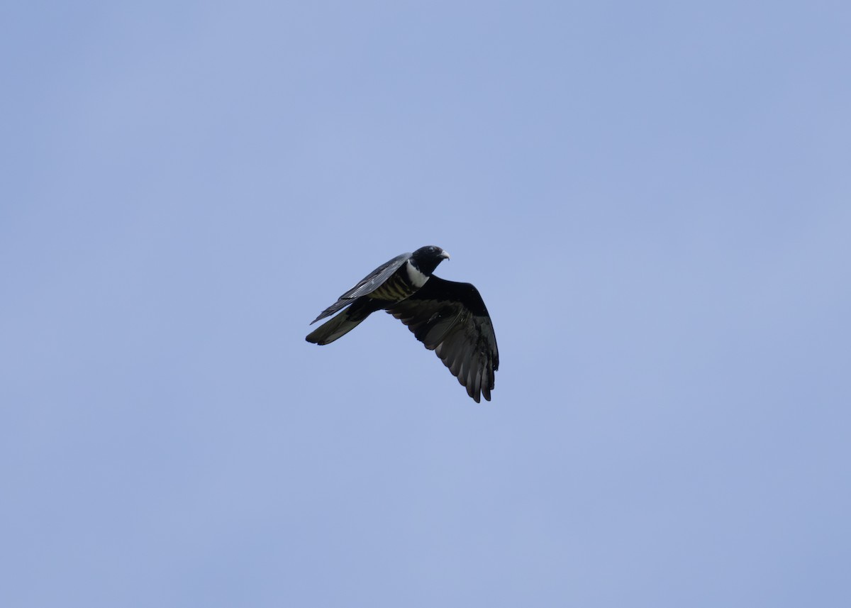 Black Baza - ML644956137