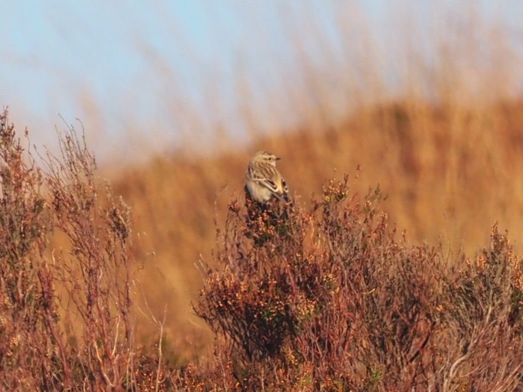 Siberian Stonechat - ML644956138