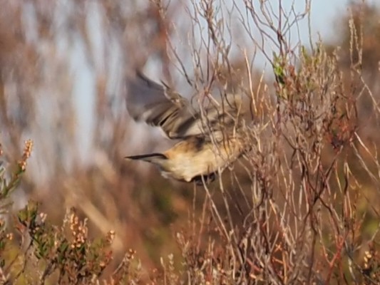 Siberian Stonechat - ML644956139