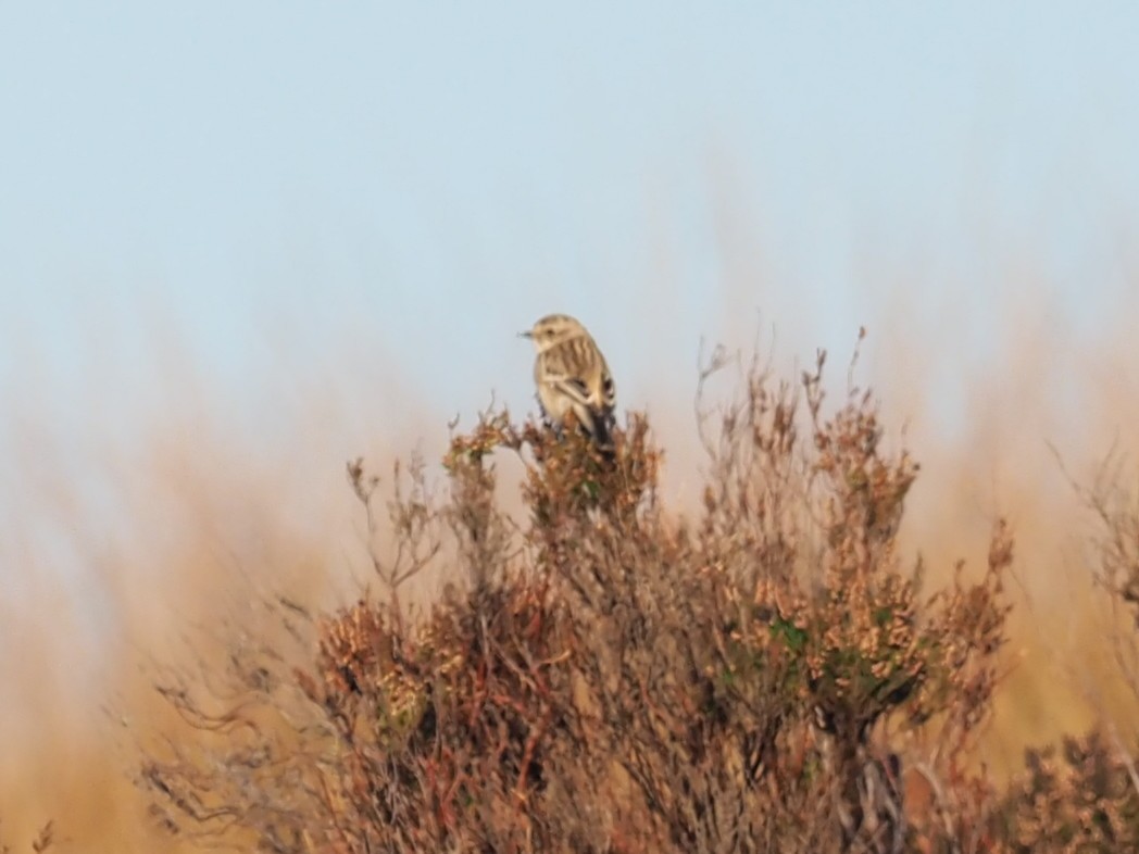 Siberian Stonechat - ML644956140