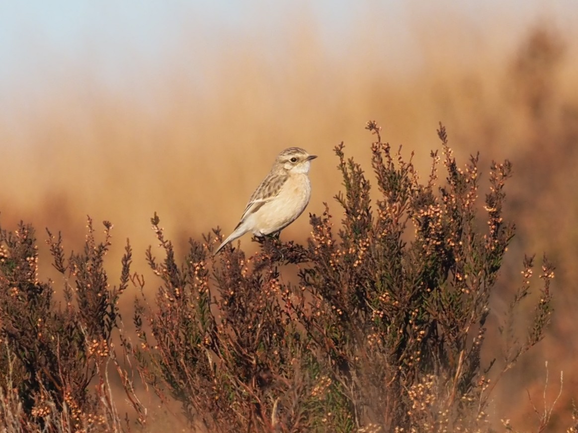 Siberian Stonechat - ML644956141
