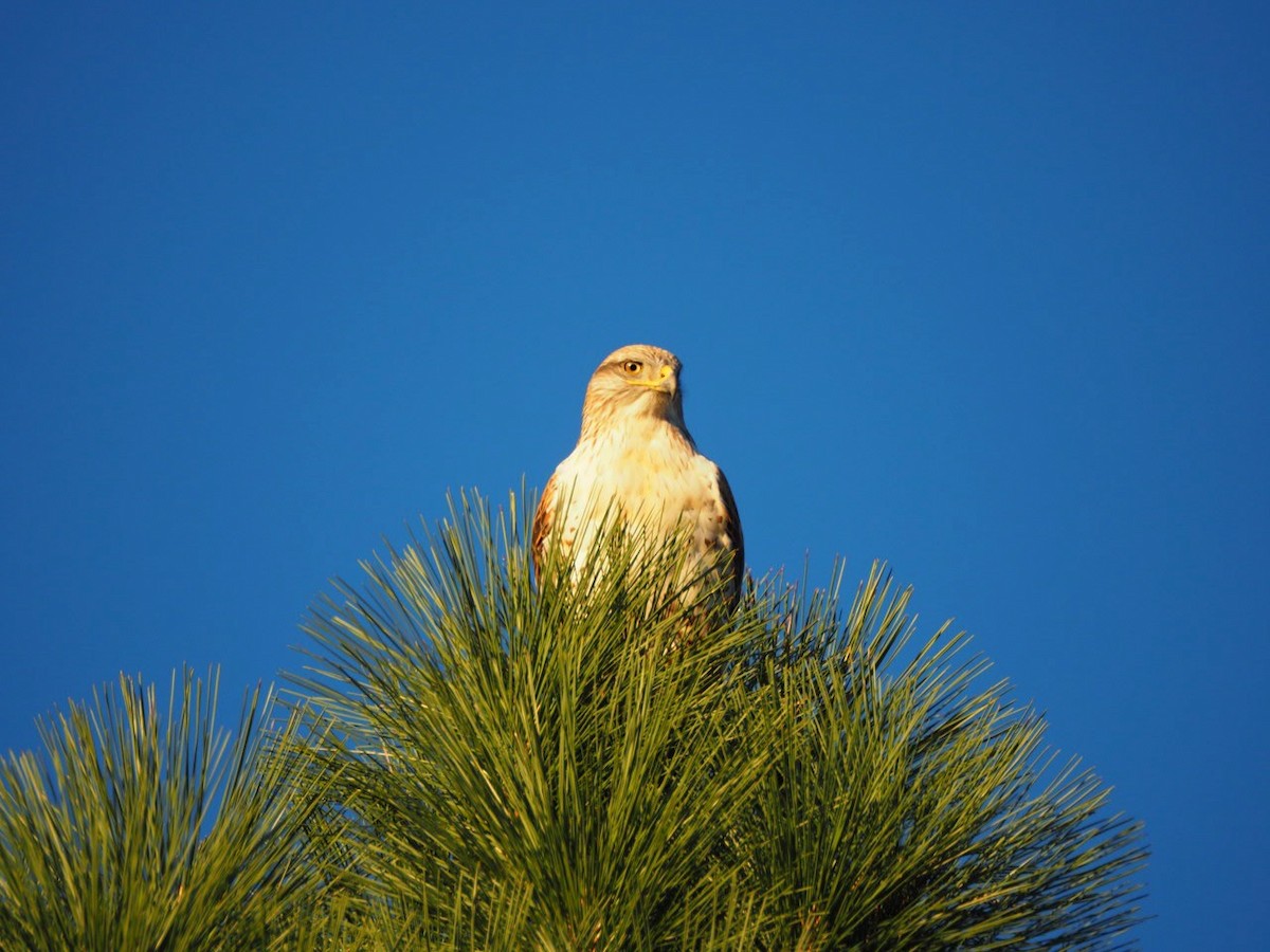Ferruginous Hawk - ML644956142
