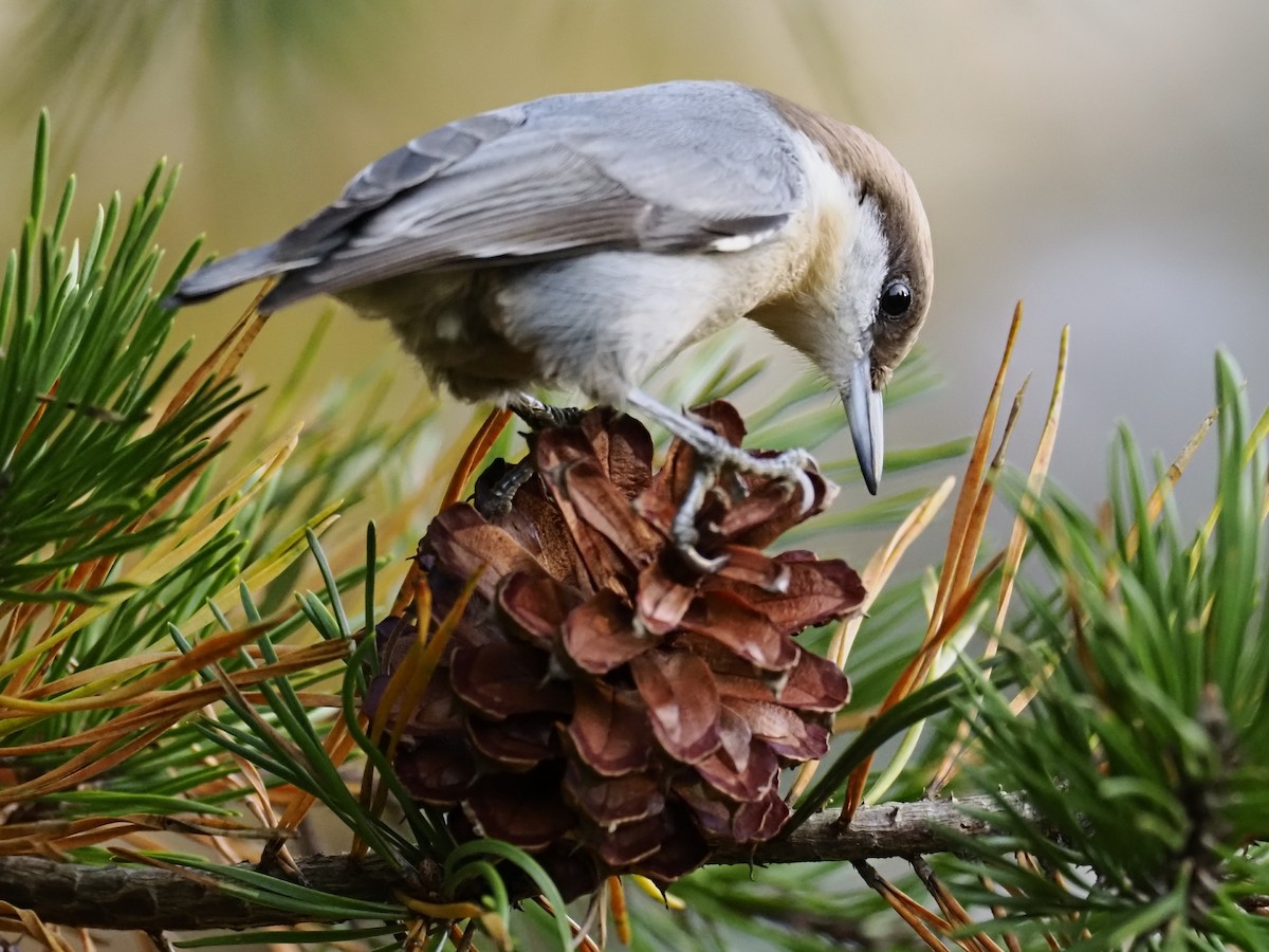 Буроголовый поползень - ML644956144