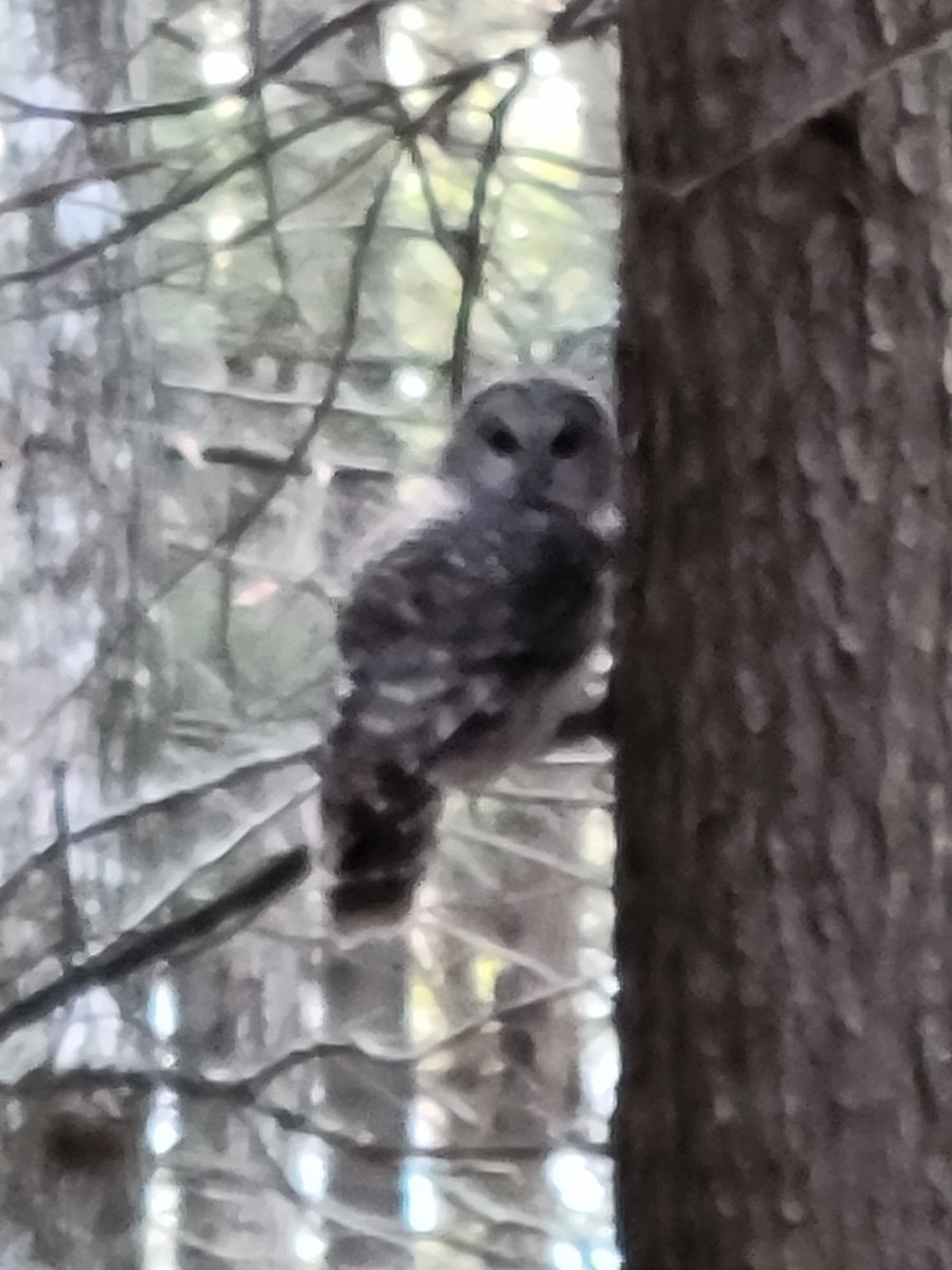 puštík proužkovaný - ML644956159