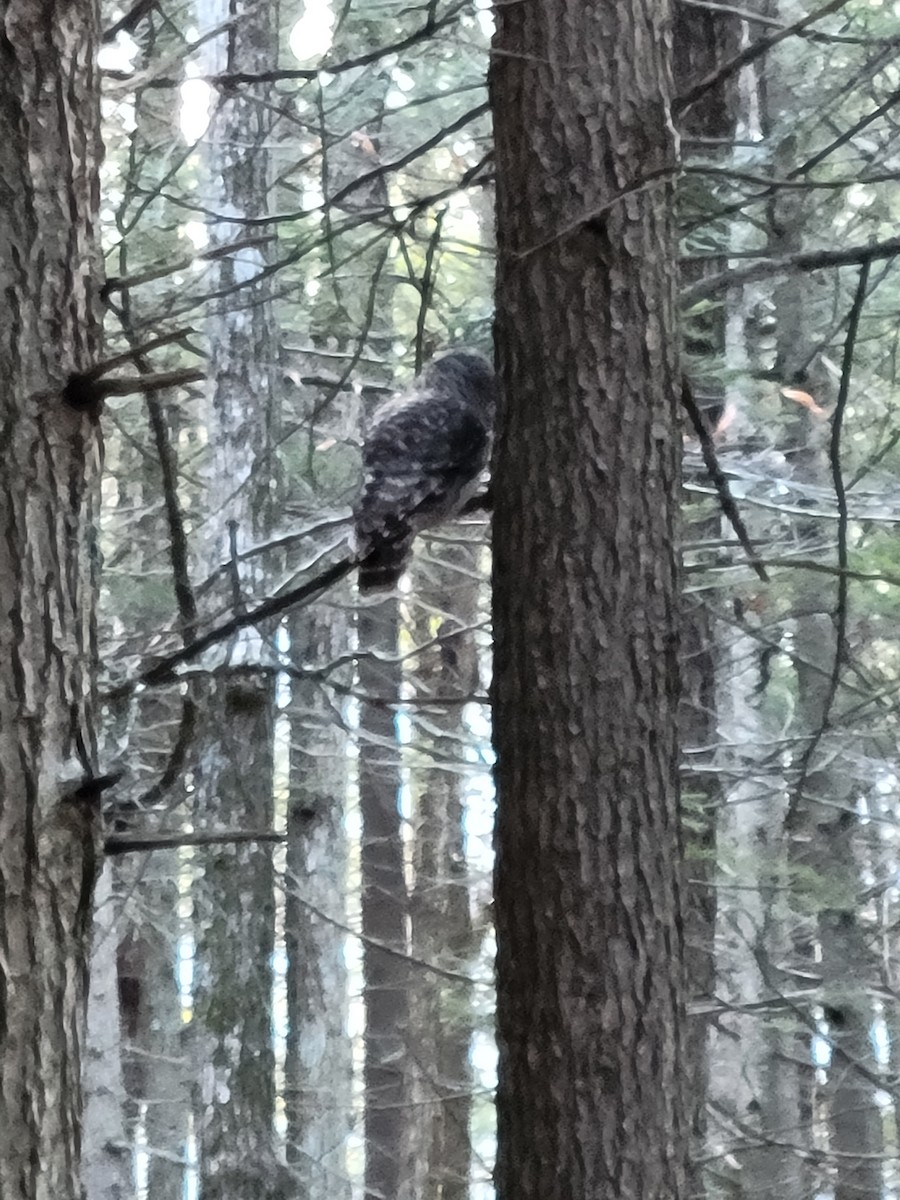 puštík proužkovaný - ML644956160