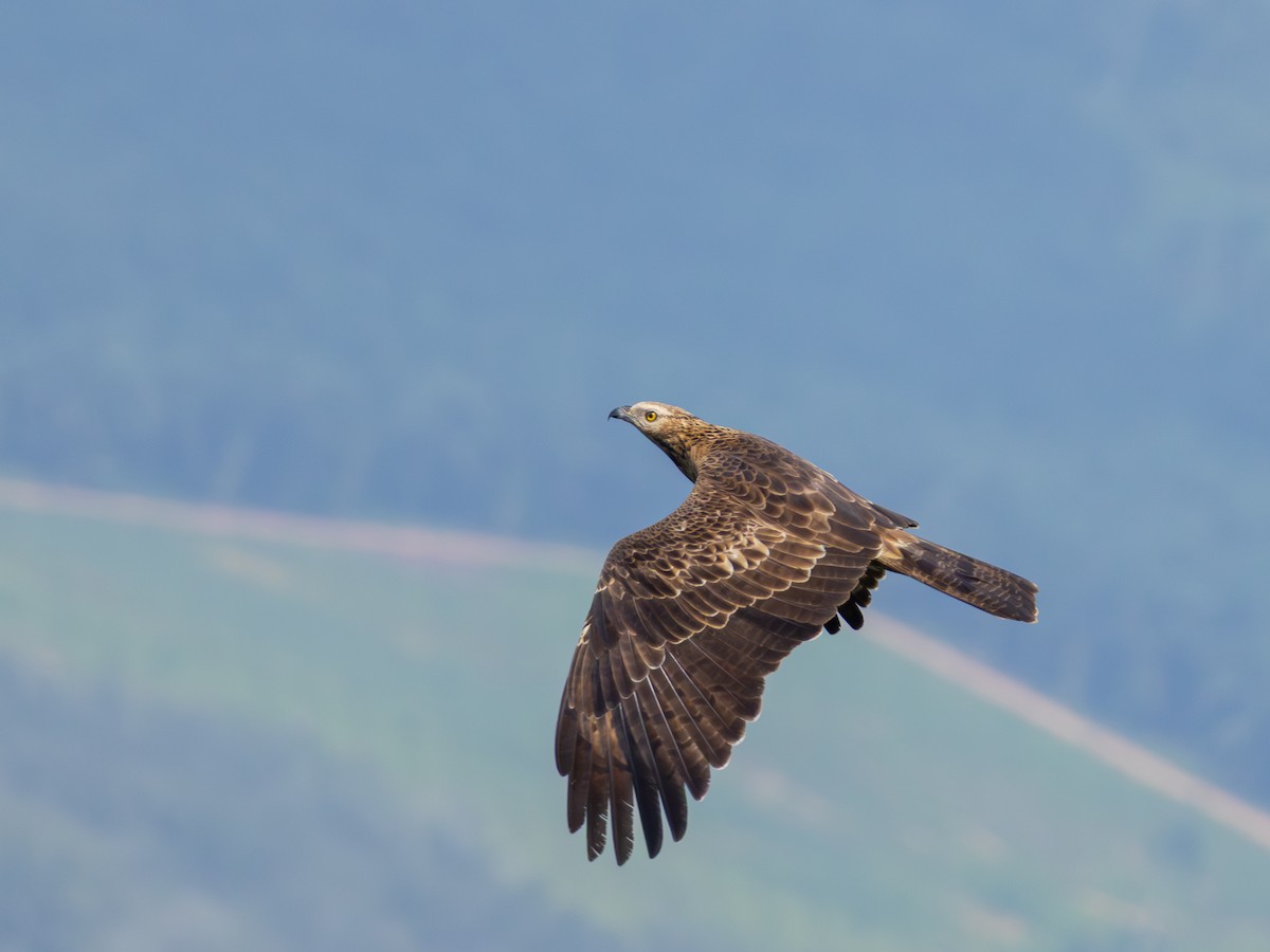 Oriental Honey-buzzard - ML644956163