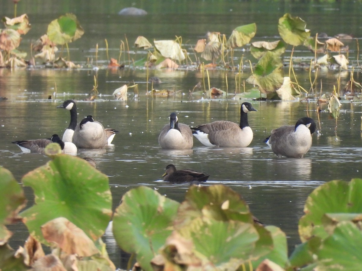 American Black Duck - ML644956172