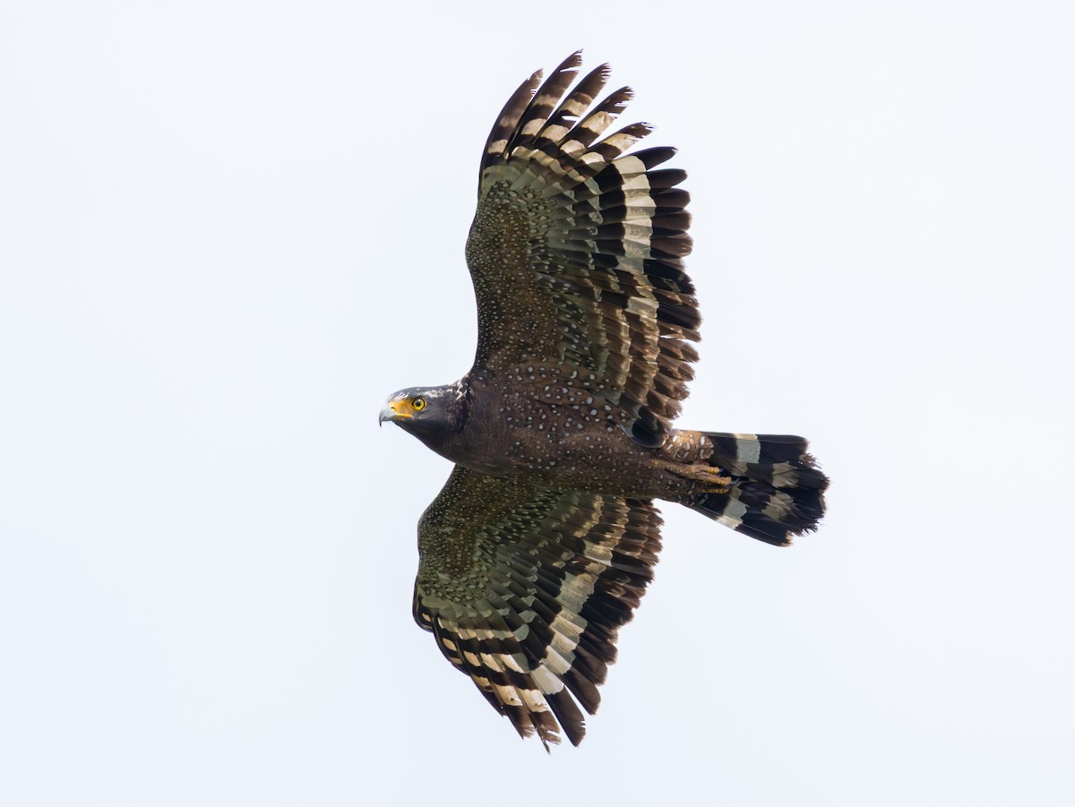 Crested Serpent-Eagle - ML644956175