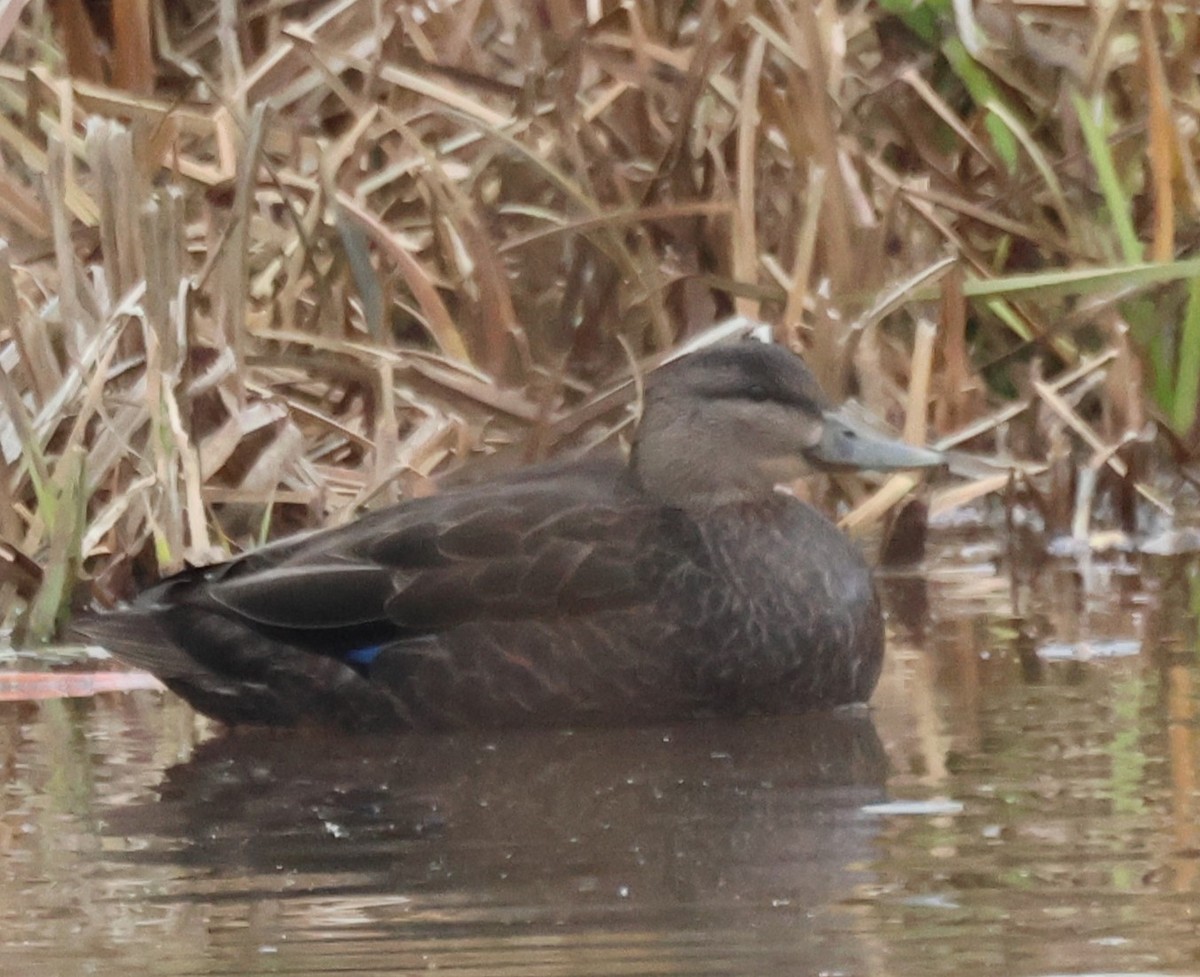 American Black Duck - ML644956179