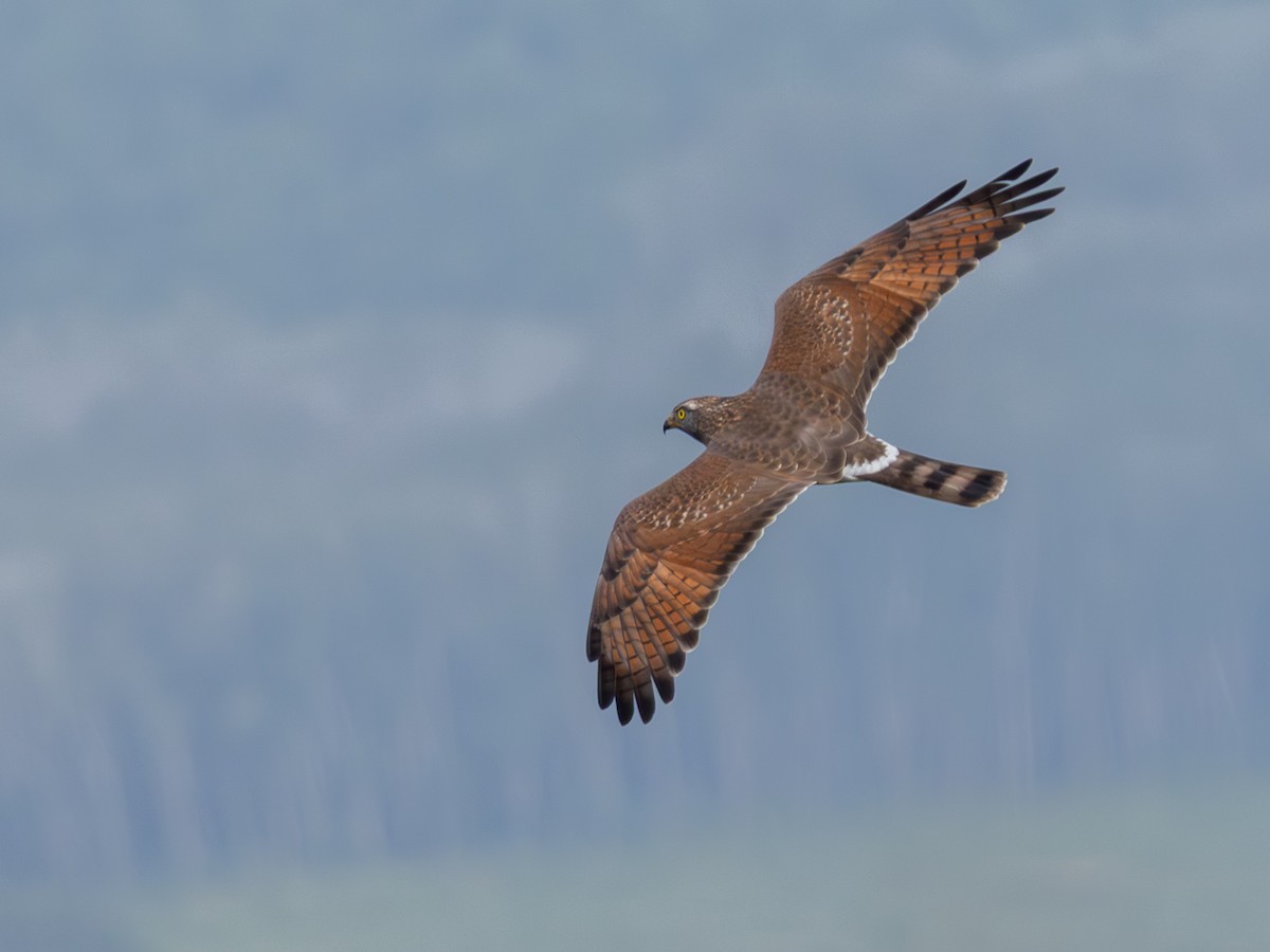 Gray-faced Buzzard - ML644956188