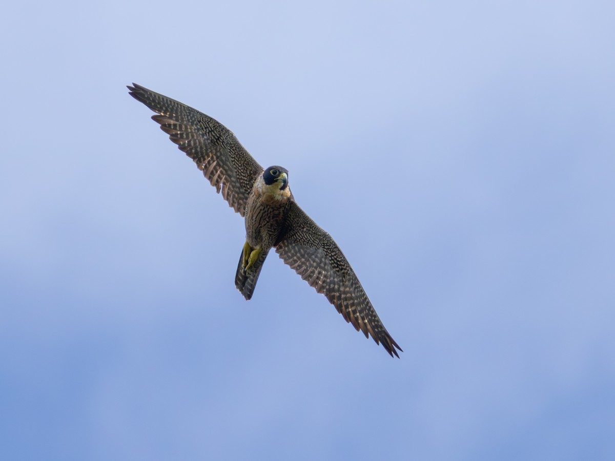 Peregrine Falcon - ML644956199