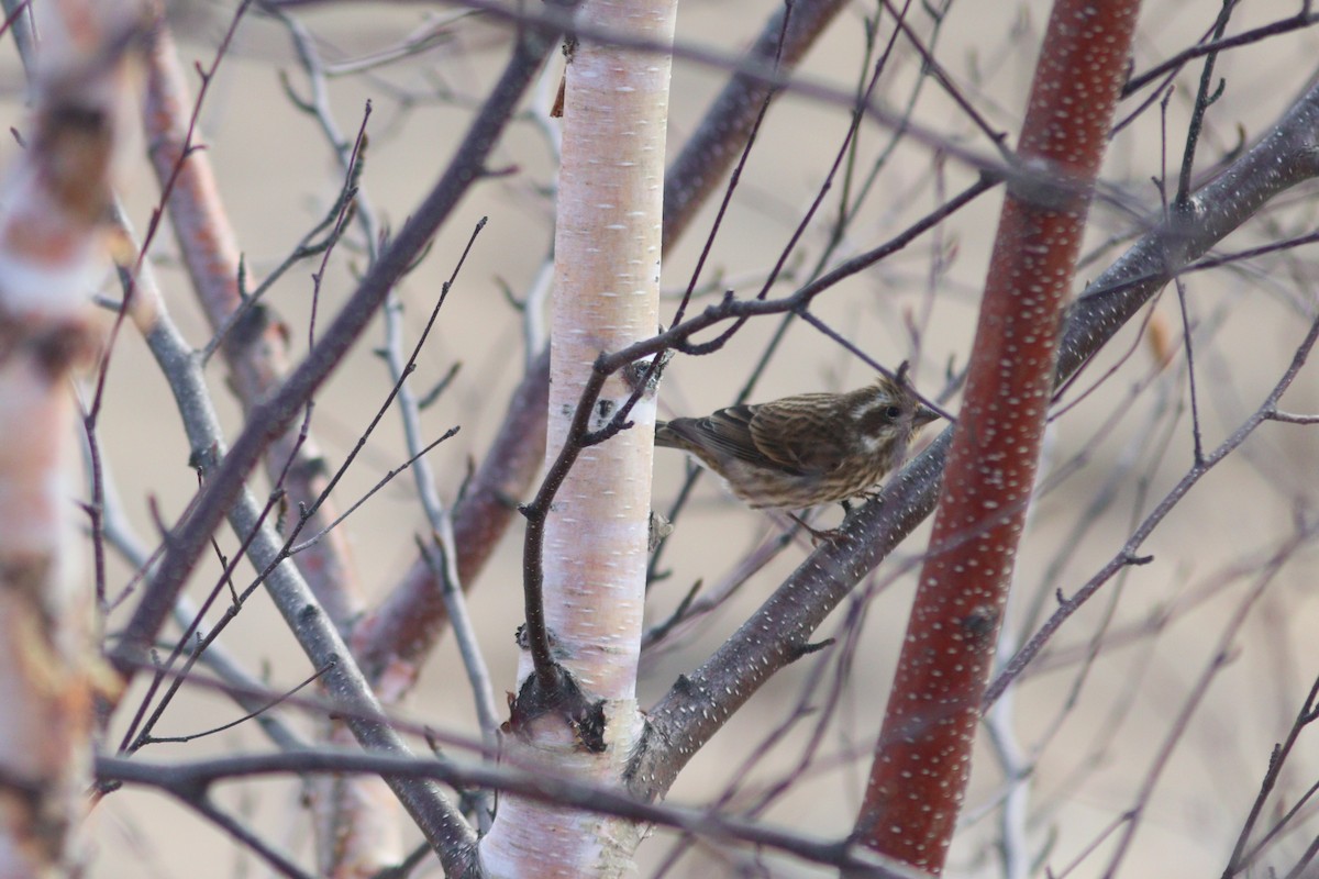Camachuelo Purpúreo - ML644956207
