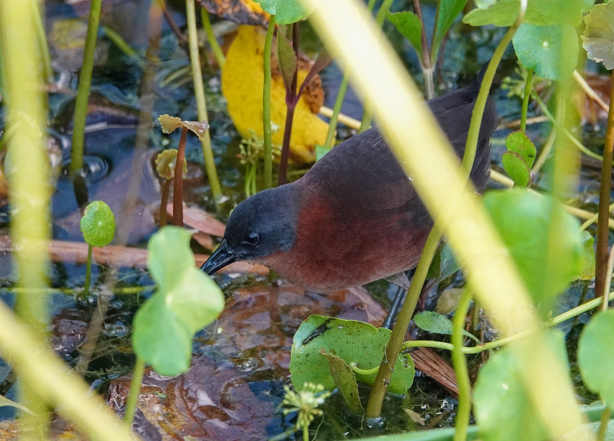 Ruddy Crake - ML644956210