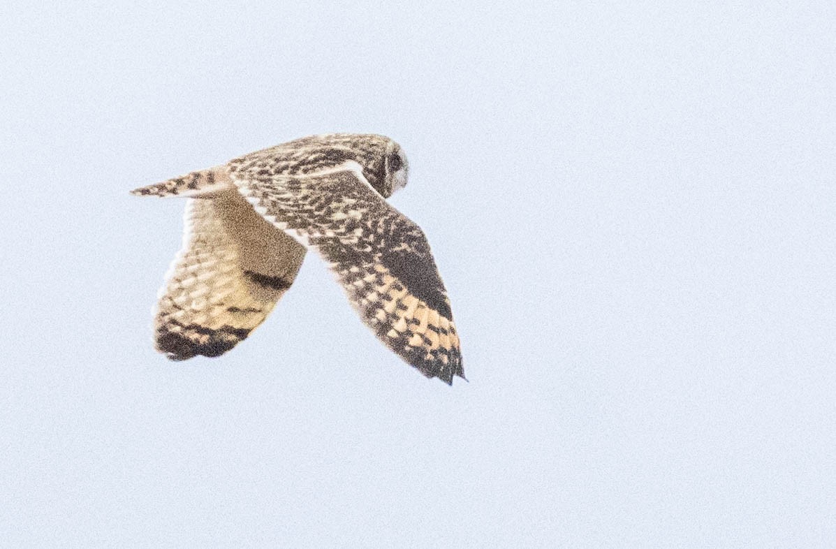 Short-eared Owl - ML644956212