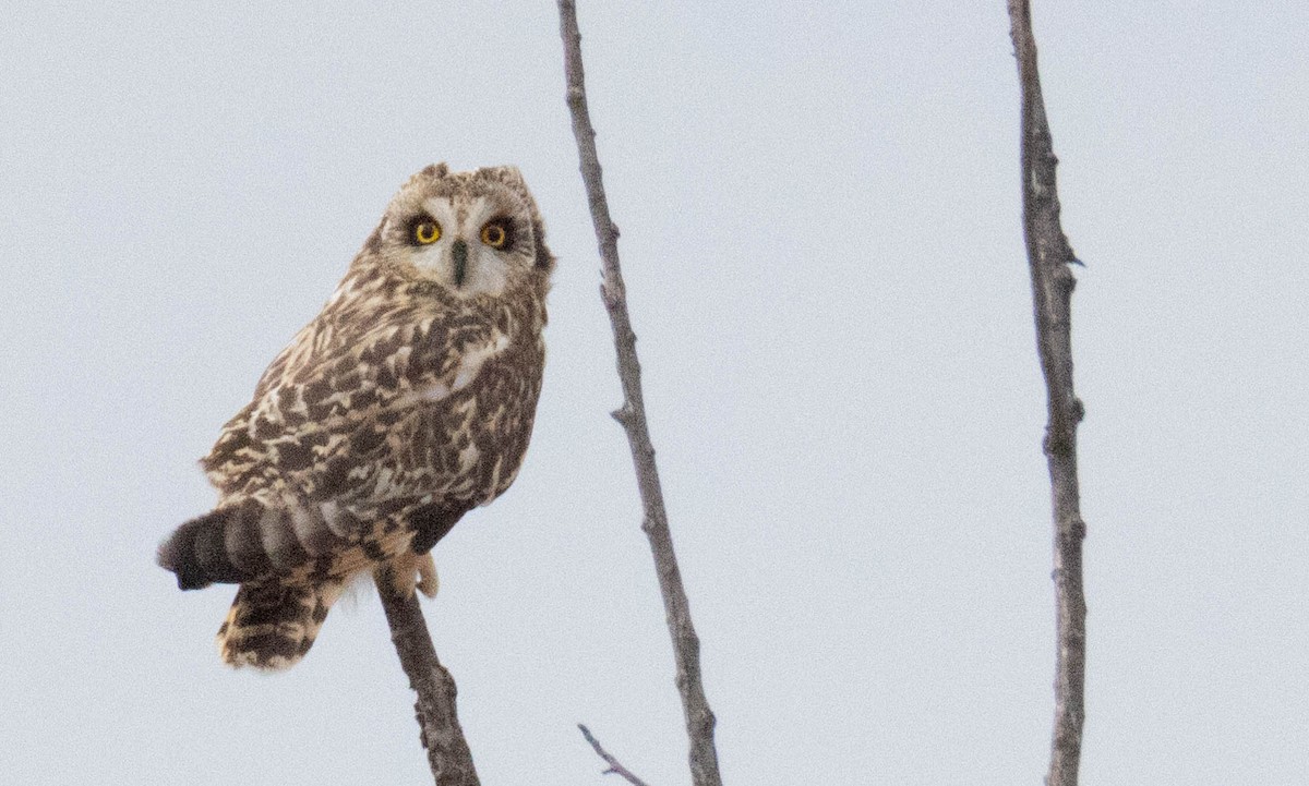 Short-eared Owl - ML644956218