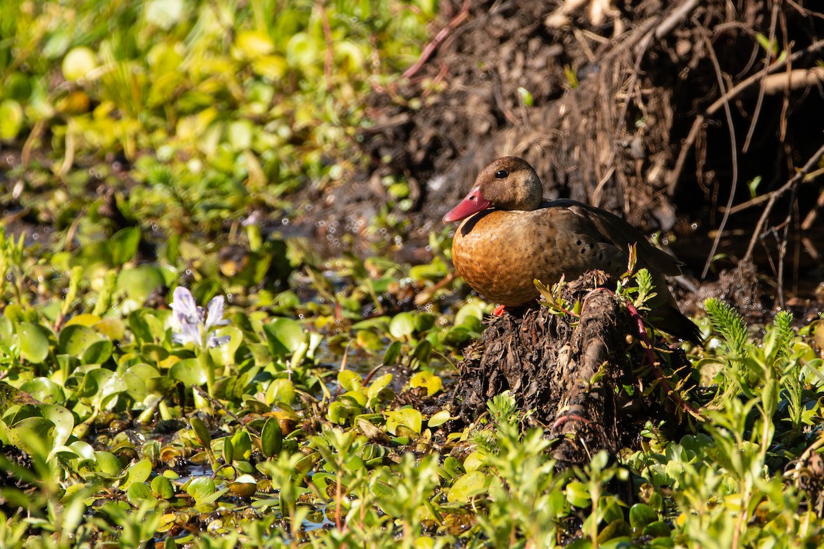 Brazilian Teal - ML644956221