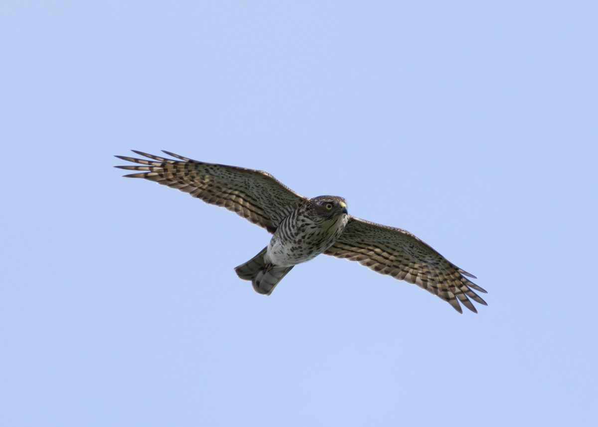 Japanese Sparrowhawk - ML644956222