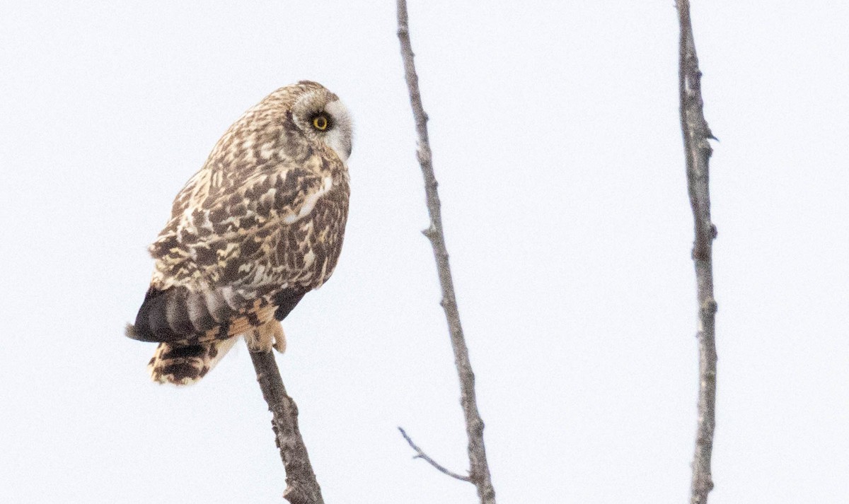 Short-eared Owl - ML644956224
