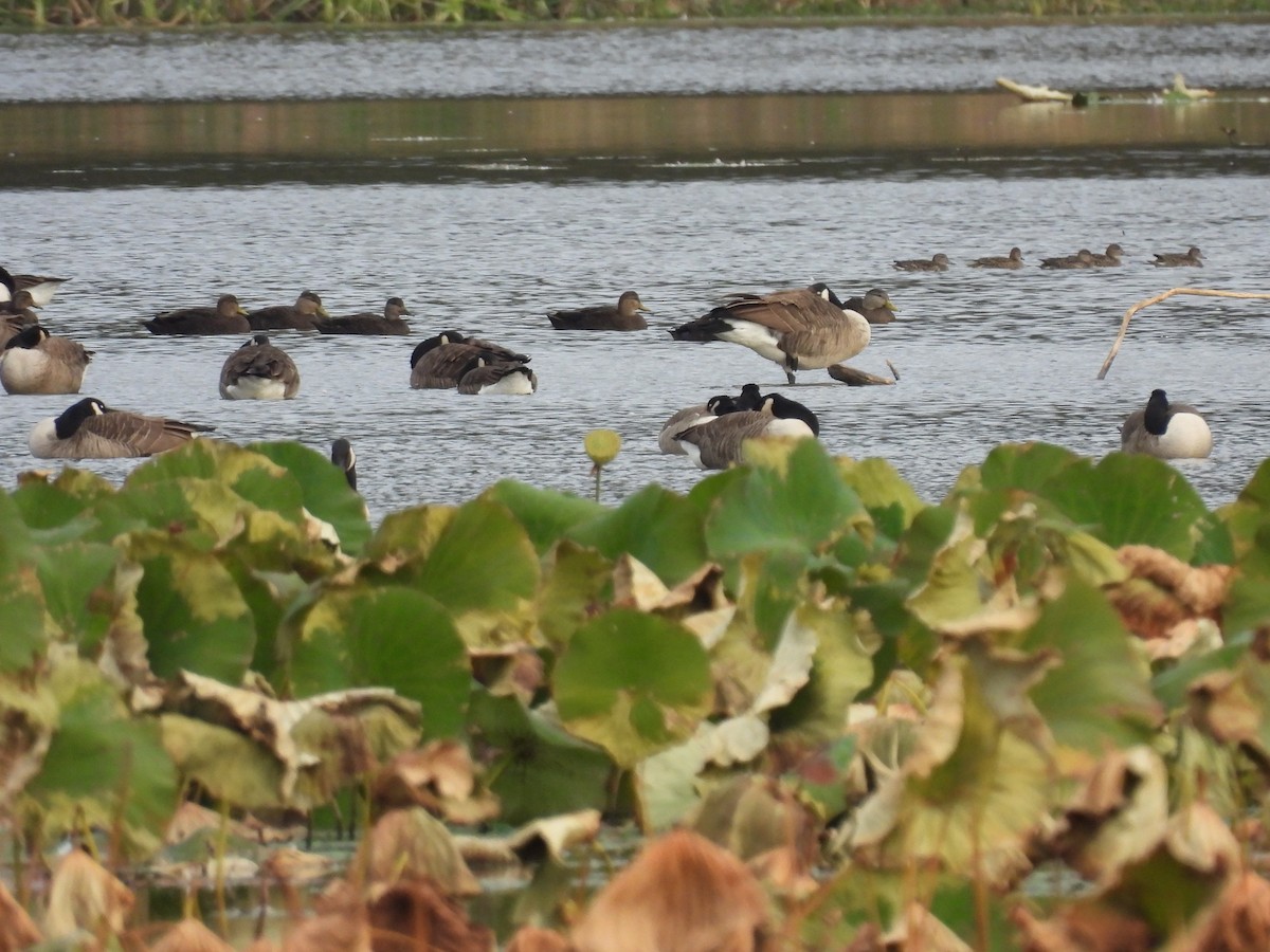 American Black Duck - ML644956226