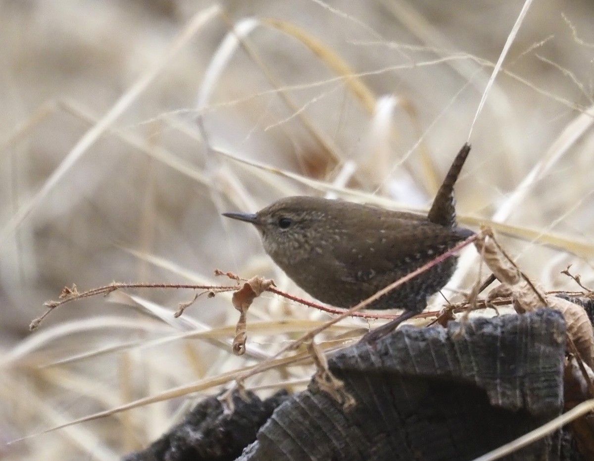 Winterzaunkönig - ML644956234