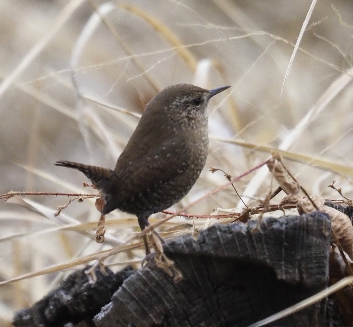 Winterzaunkönig - ML644956240