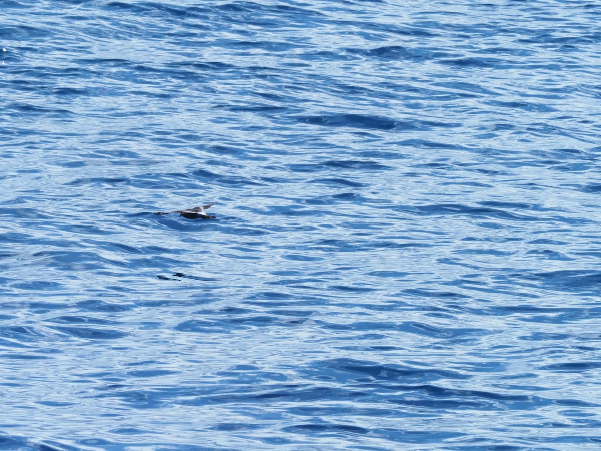 buřňáček severní - ML644956249