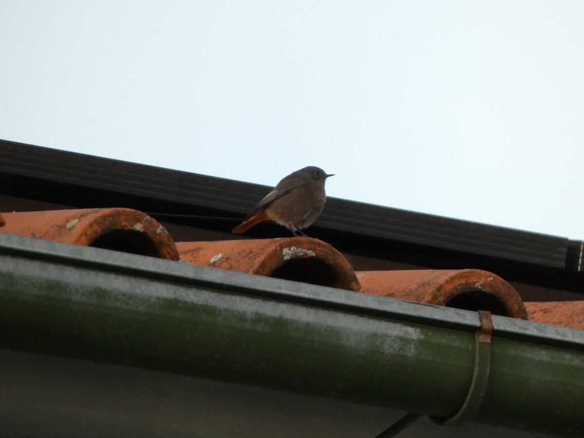 Black Redstart - ML644956254