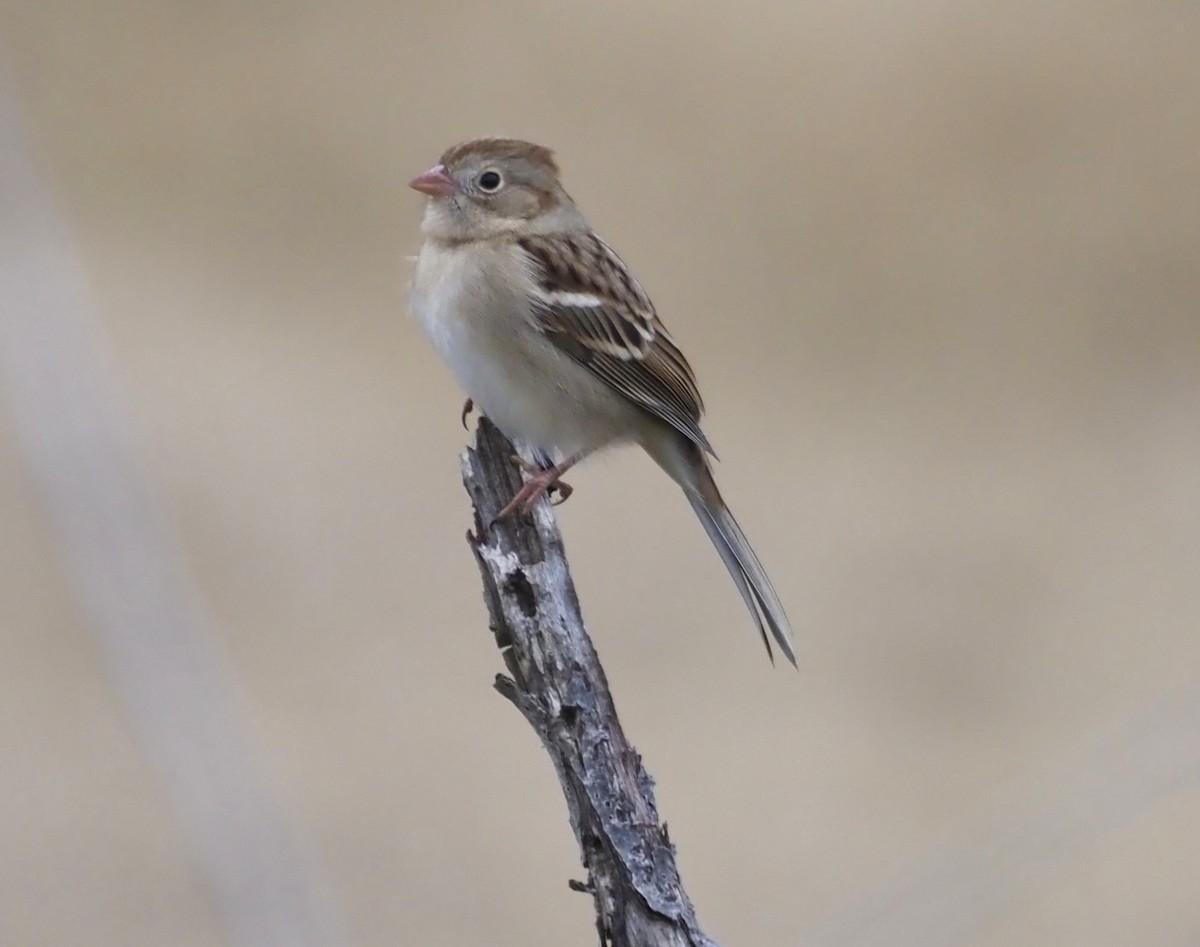 Klapperammer - ML644956256