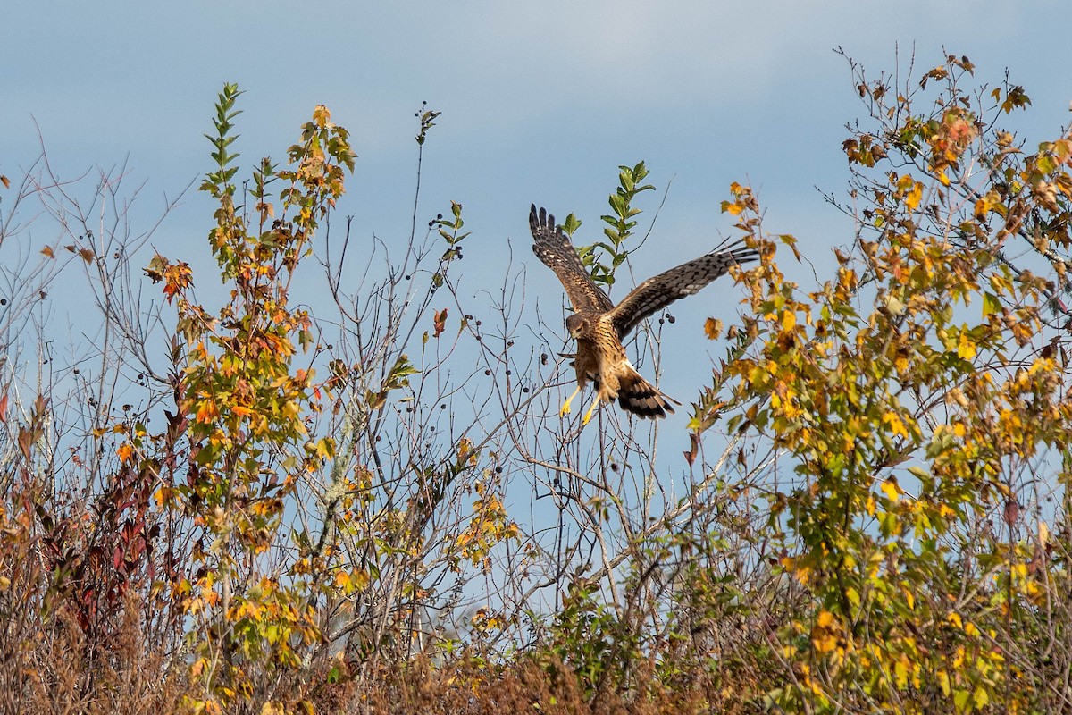 Northern Harrier - ML644956257