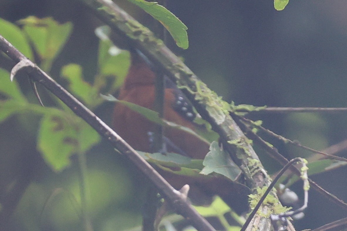 Dot-winged Antwren - ML644956258