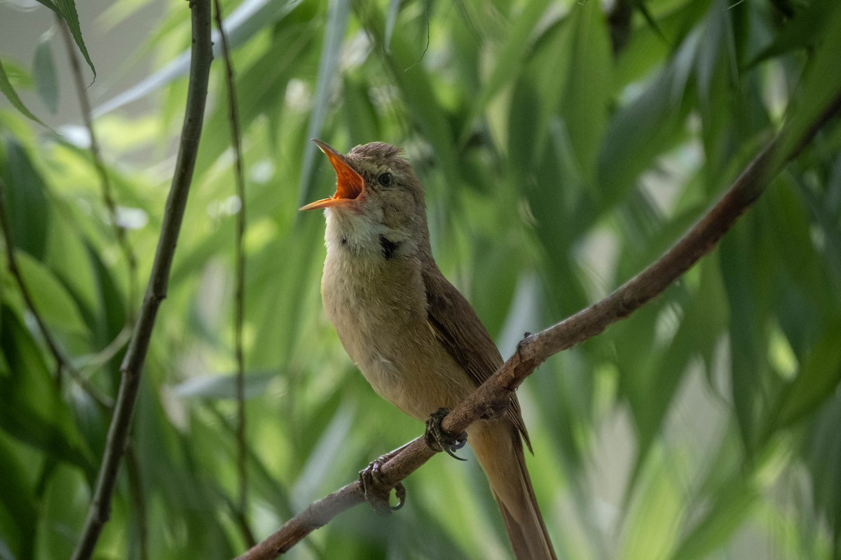 Australian Reed Warbler - ML644956259