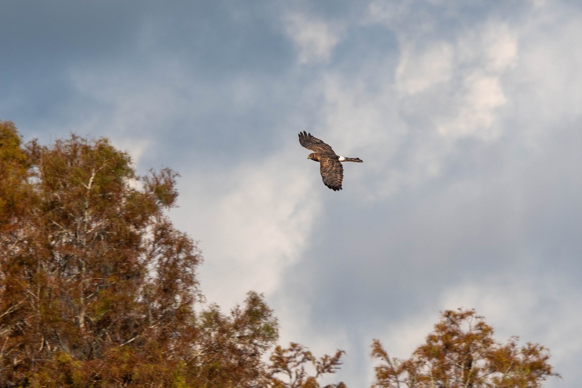 Northern Harrier - ML644956260