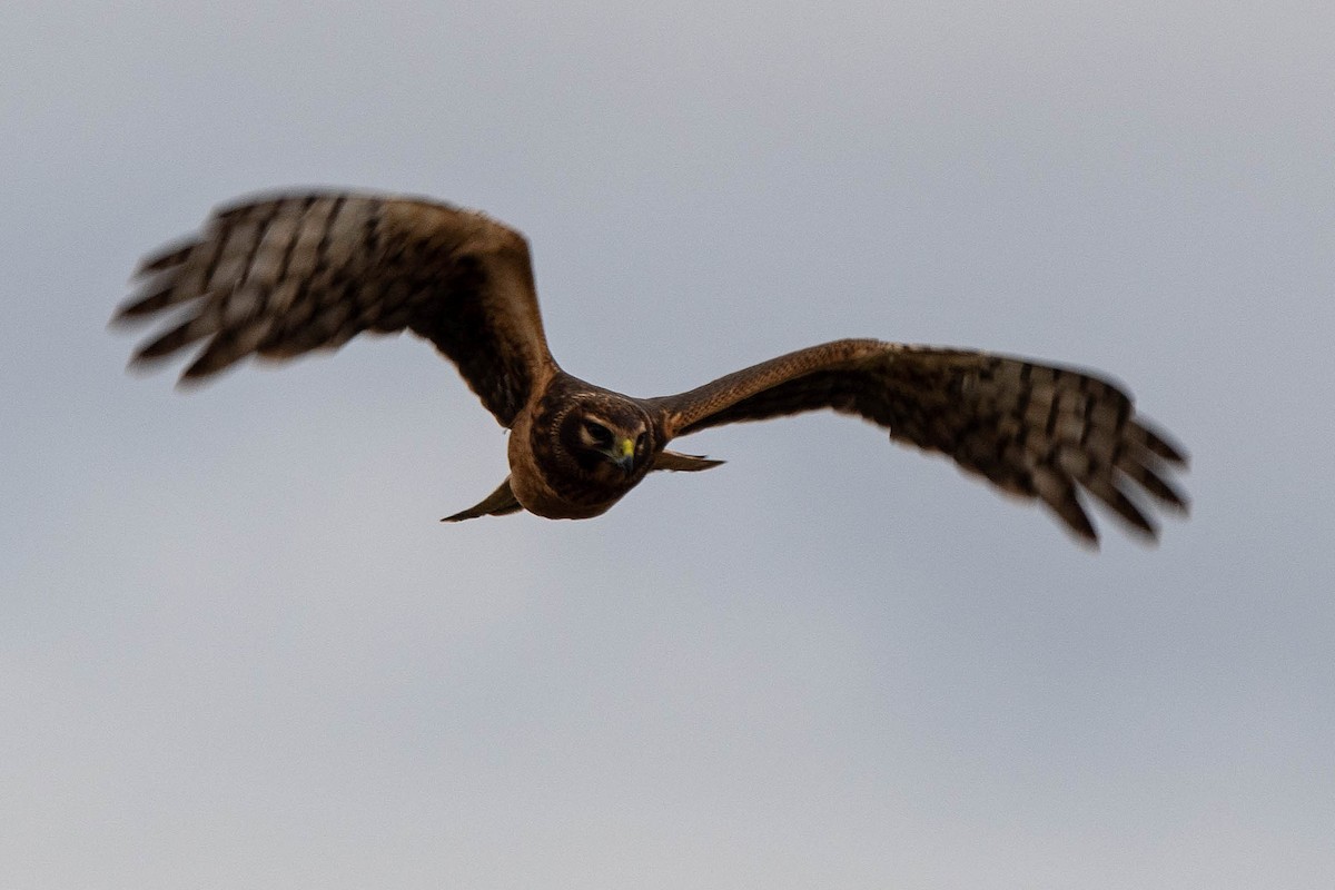 Northern Harrier - ML644956264