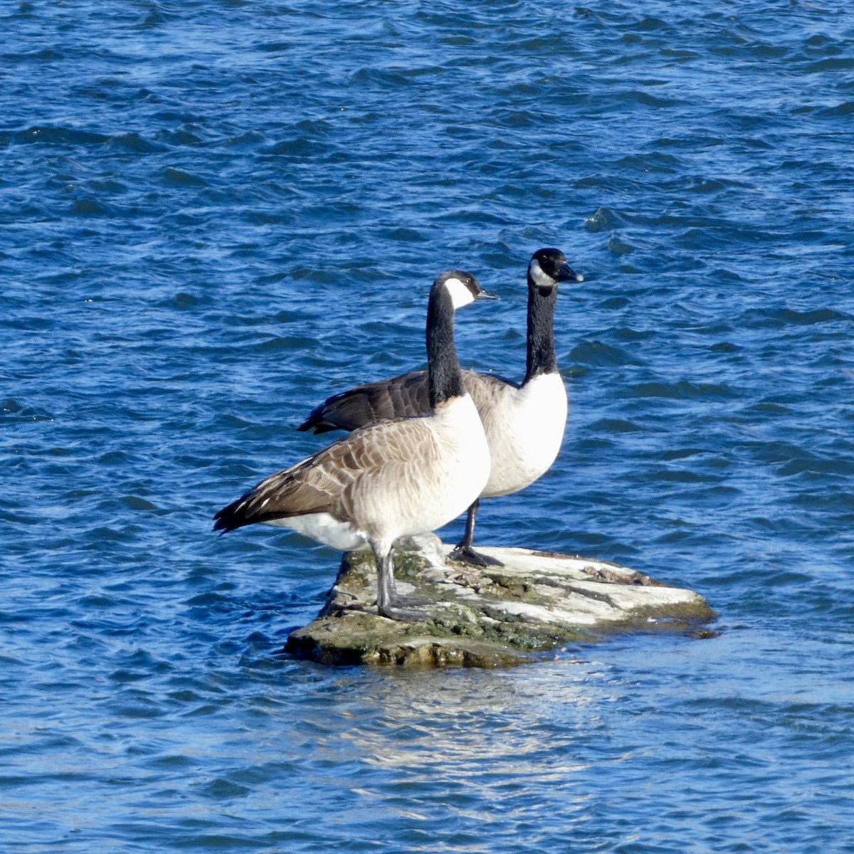 Canada Goose - ML644956268