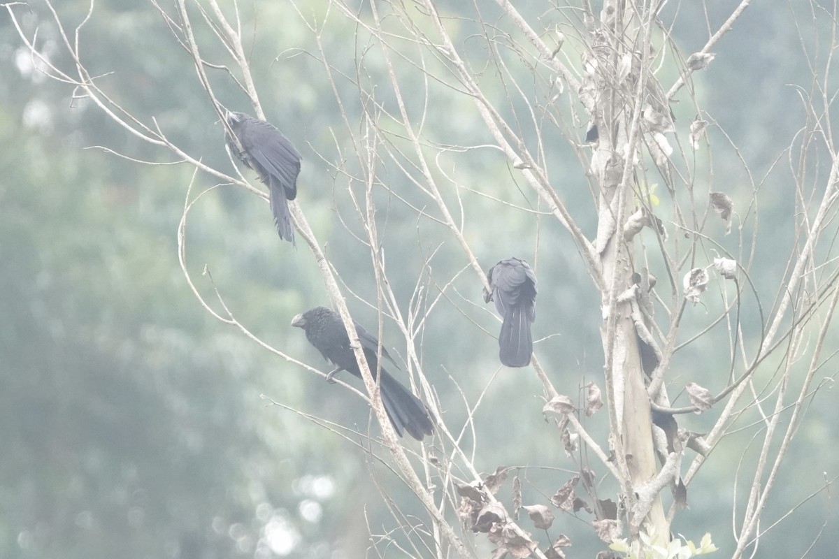 glattnebbani - ML644956301