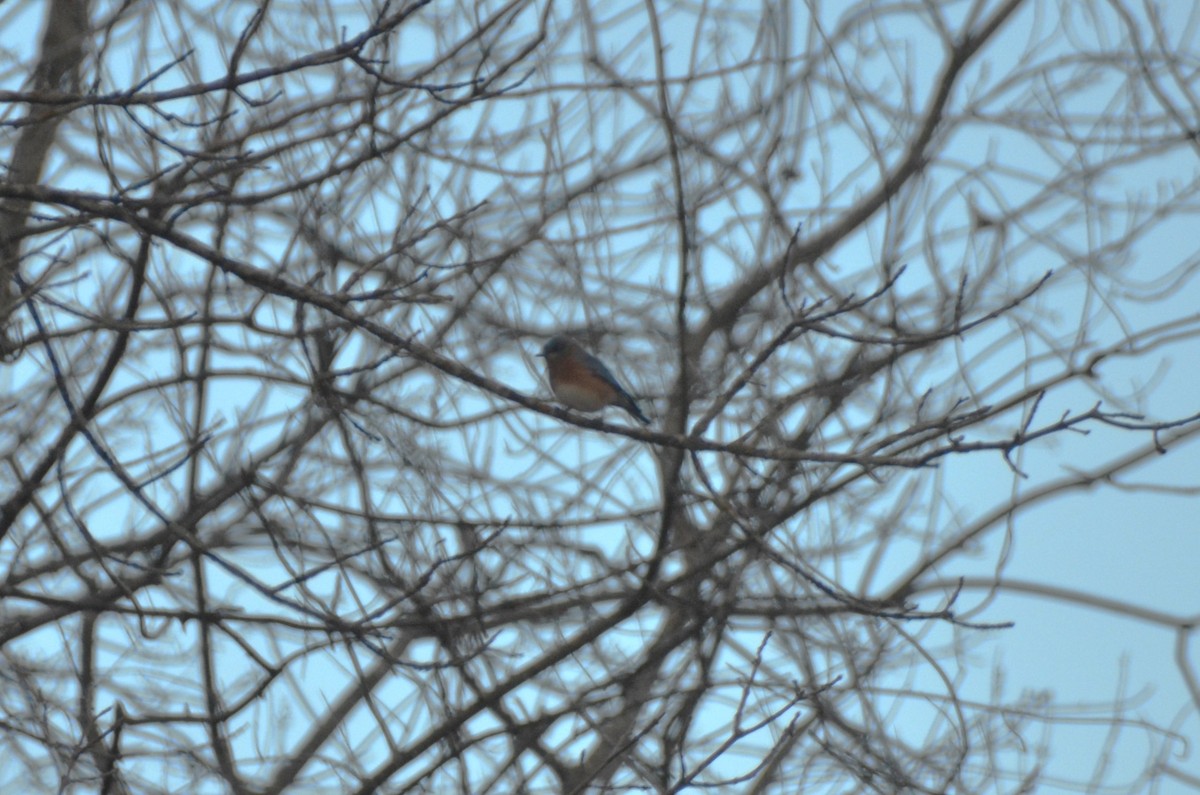 Merlebleu de l'Est - ML644956339