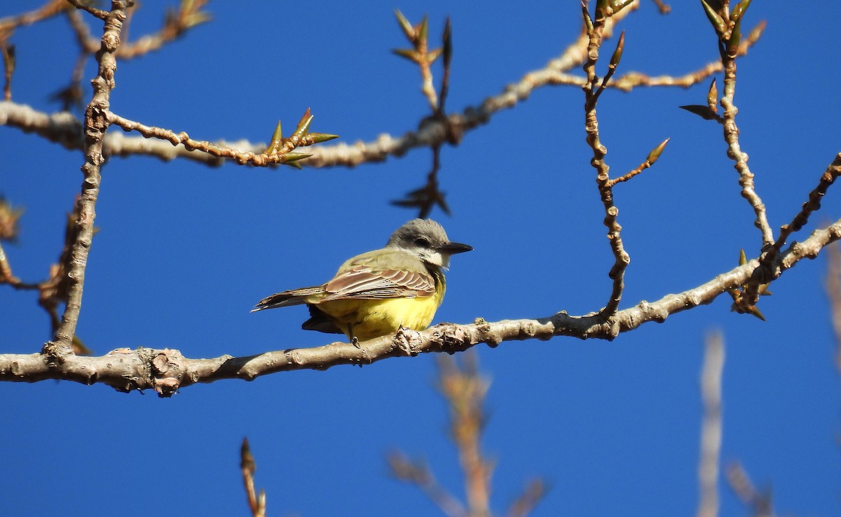 Tropical Kingbird - ML644956354