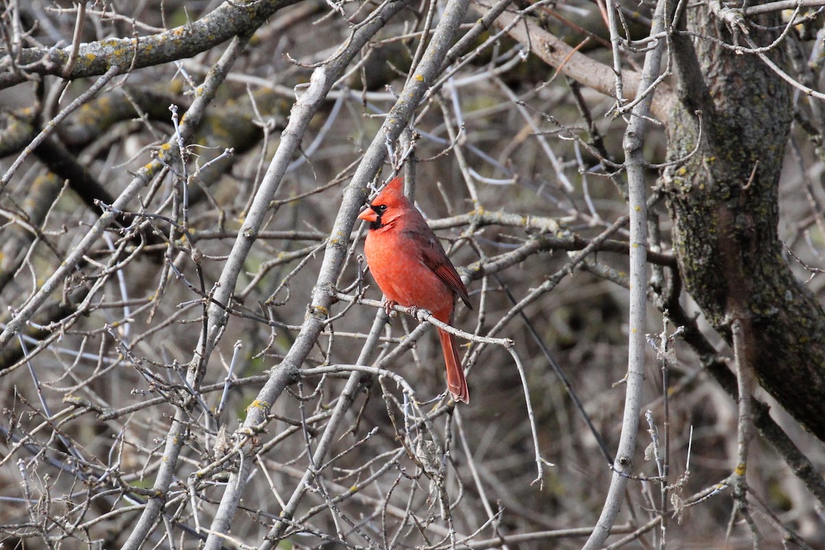Northern Cardinal - ML644956374