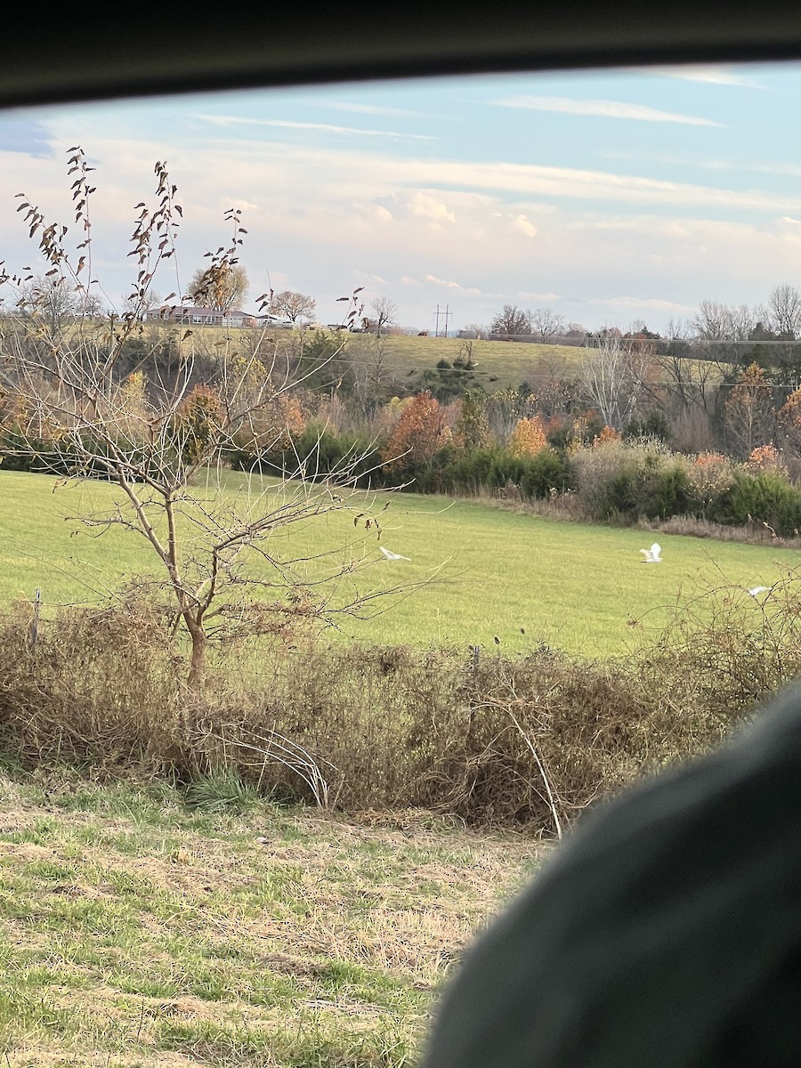 Western Cattle-Egret - ML644956381