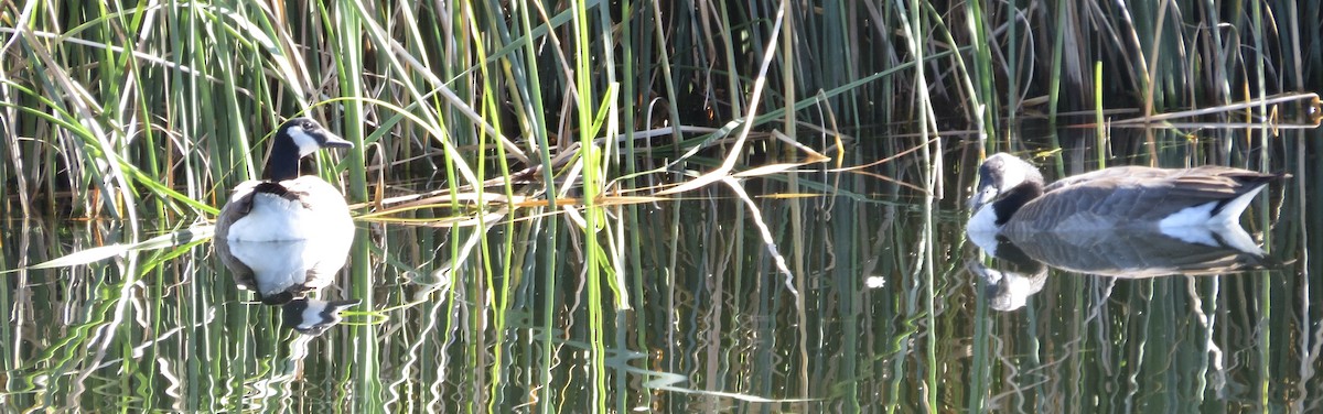 Canada Goose - ML644956418