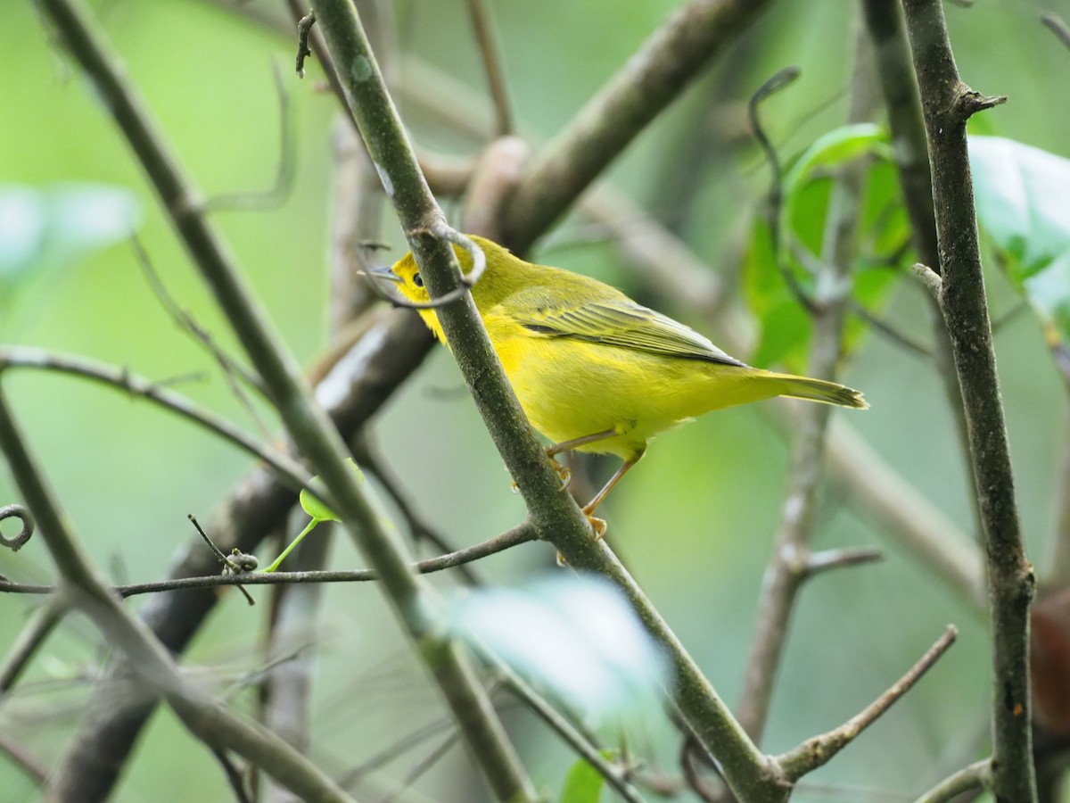 lesňáček žlutý (ssp. aureola) - ML644956422