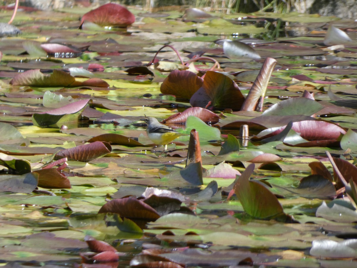 Gray Wagtail - ML644956436