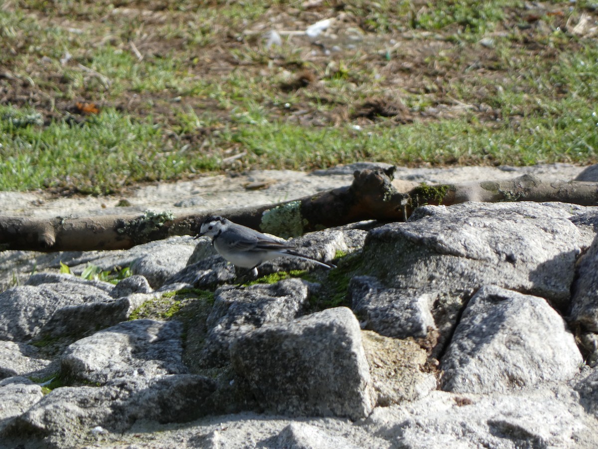 White Wagtail - ML644956457