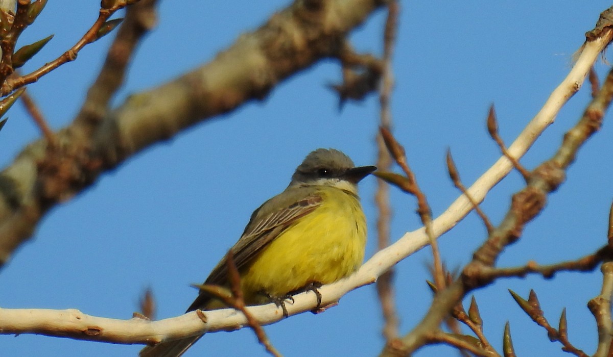 Tropical Kingbird - ML644956463