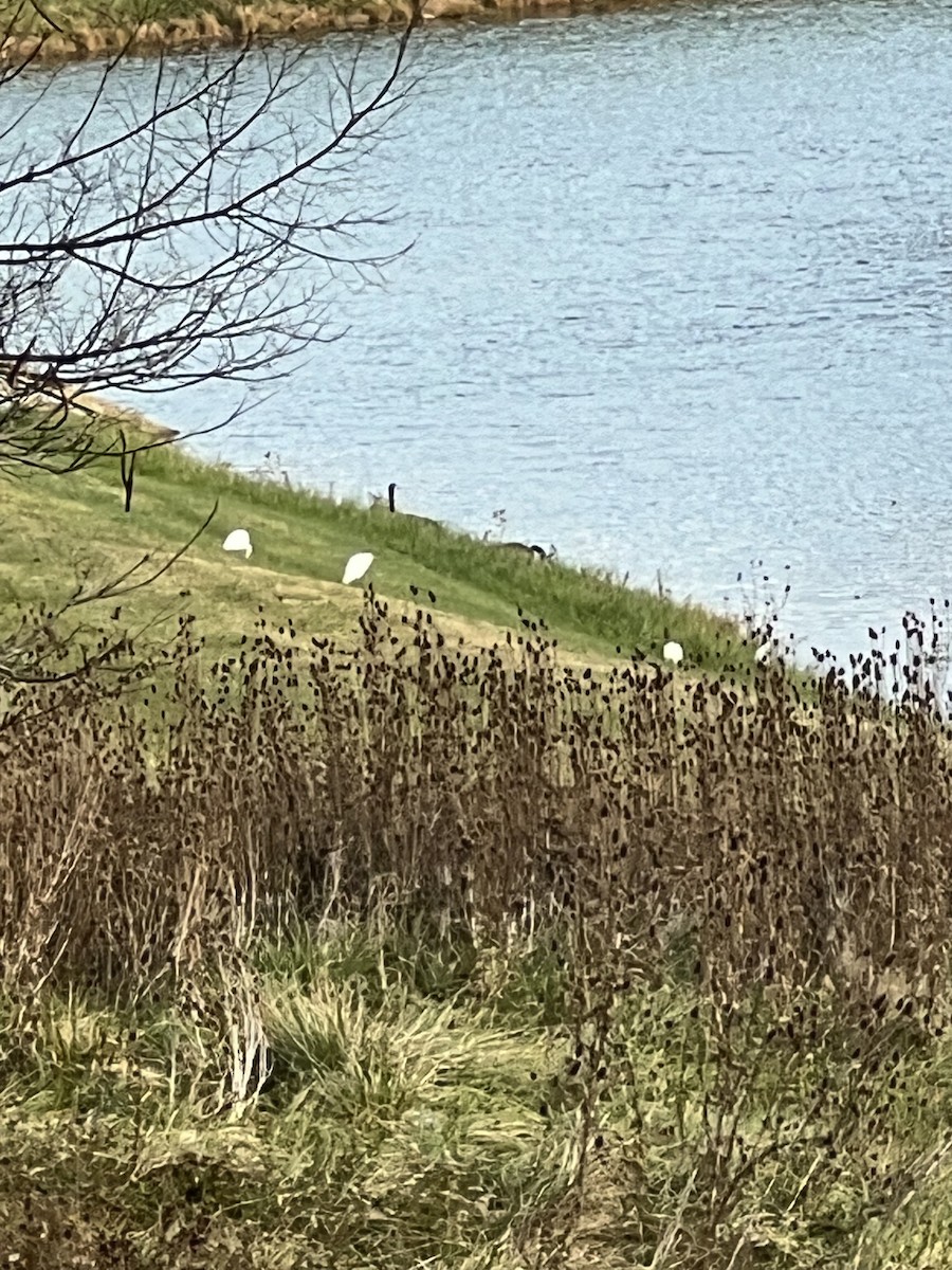 Western Cattle-Egret - ML644956468