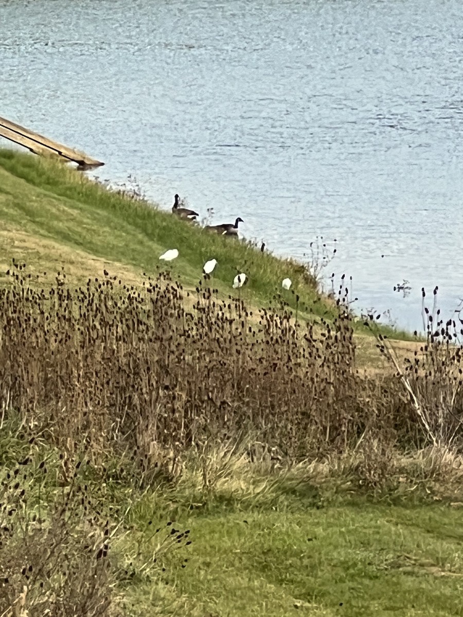 Western Cattle-Egret - ML644956469