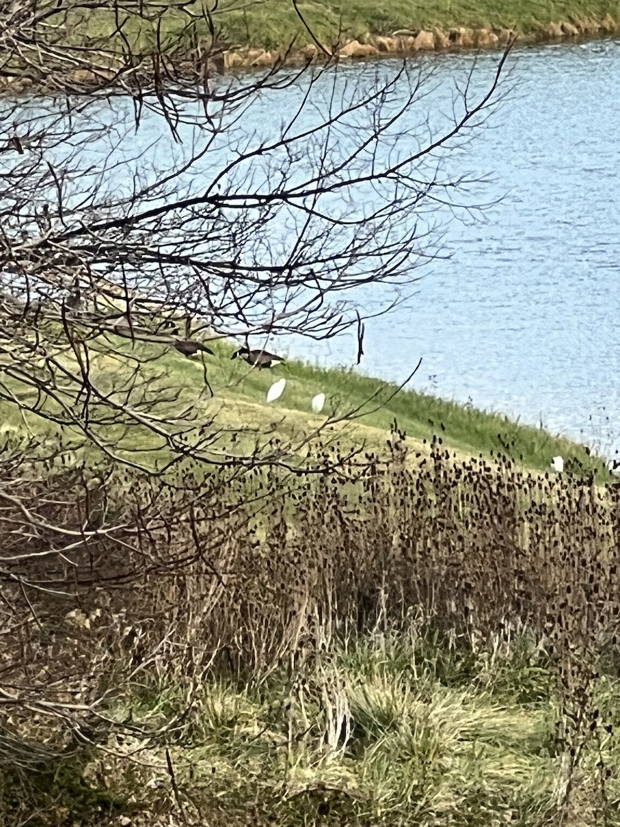 Western Cattle-Egret - ML644956470