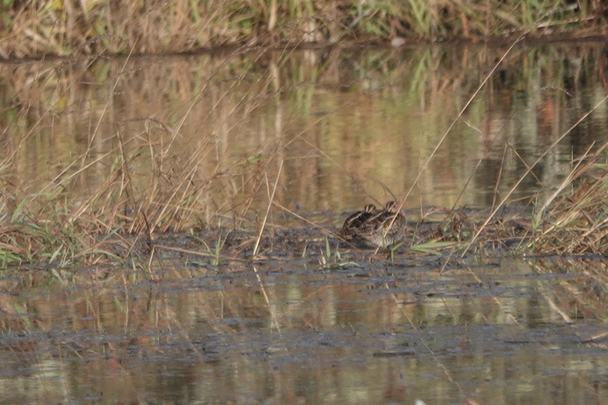Bécassine de Wilson - ML644956479
