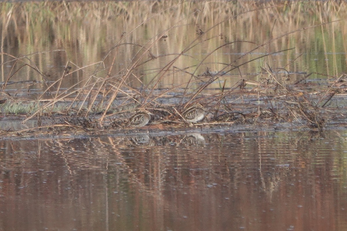Bécassine de Wilson - ML644956480